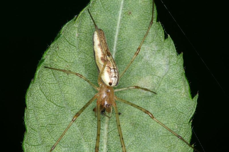 Tetragnatha_montana_D3735_Z_82_Vinkenveense plassen_Nederland.jpg